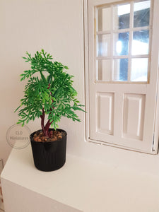 Large Plant in a Black Pot