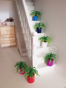 Small Fern Plant in Plastic Pot