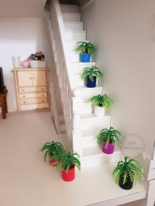 Small Fern Plant in Plastic Pot