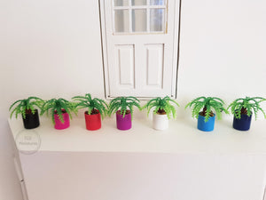 Small Fern Plant in Plastic Pot