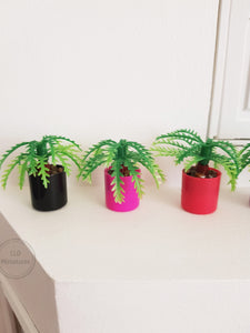 Small Fern Plant in Plastic Pot