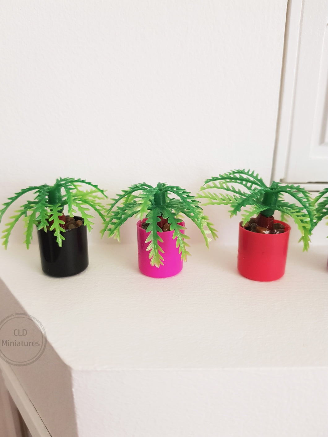 Small Fern Plant in Plastic Pot