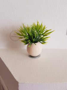 Small Plant in a Round Wooden Pot