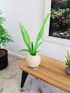 Grass Plant in a Wooden Pot