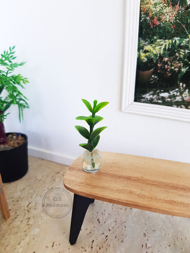 Small Plant in a Clear Plastic Pot